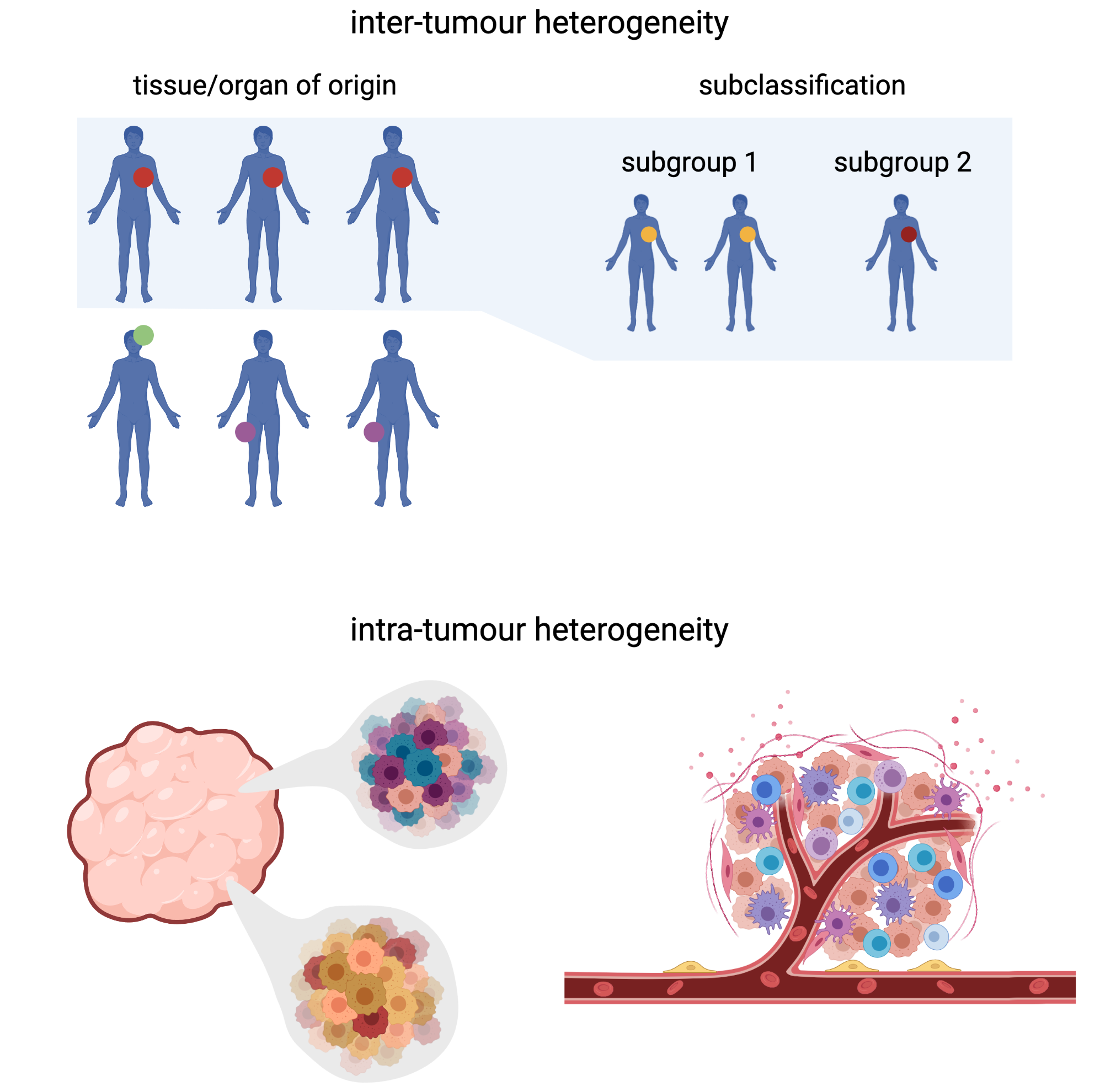 Exploring How Patient-derived Cancer Models Capture Real Tumour ...